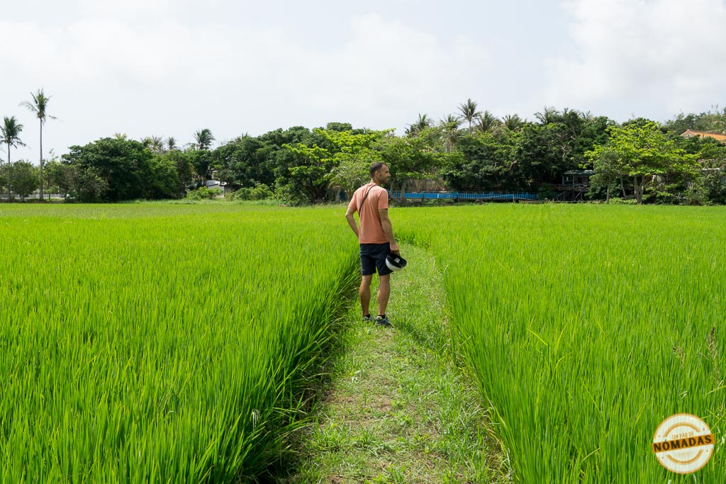 Viajero caminando entre arrozales verdes en la zona rural de Kenting
