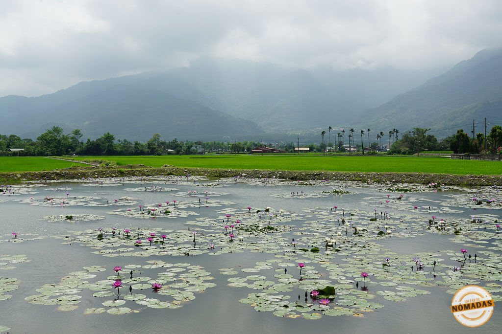 Qué ver en Taitung en 2 días: Lago lleno de flores de loto con montañas al fondo en Taitung