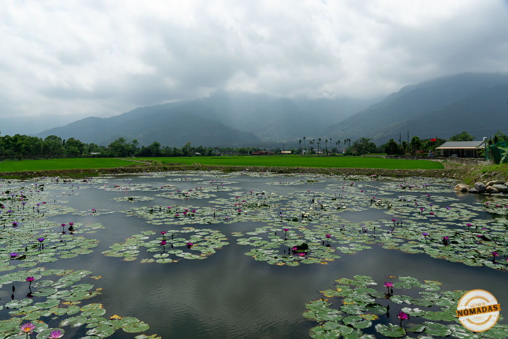Estanque de flores de loto en Taitung con montañas cubiertas por nubes al fondo, imagen típica del interior rural del este de Taiwán