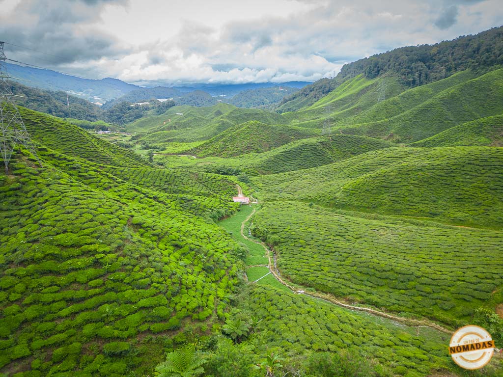 Laderas verdes con cultivos de té bajo un cielo nublado en Cameron Highlands