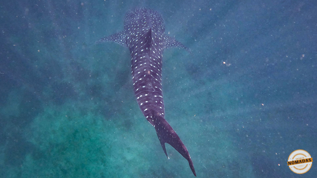 Tiburón ballena nadando libremente en aguas azules de Pintuyan, Filipinas, con su silueta y manchas blancas visibles.