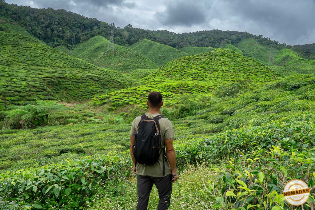 Oscar contemplando los campos de té de Cameron Highlands durante una ruta de senderismo