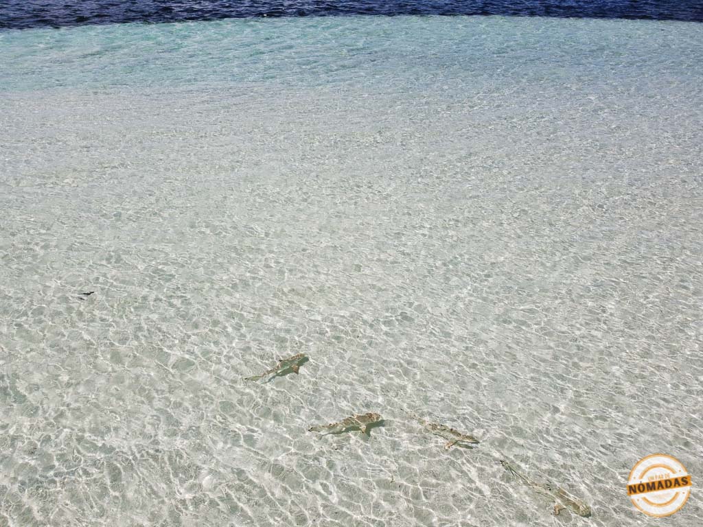 Dos tiburones bebé nadando en aguas cristalinas en Maldivas.