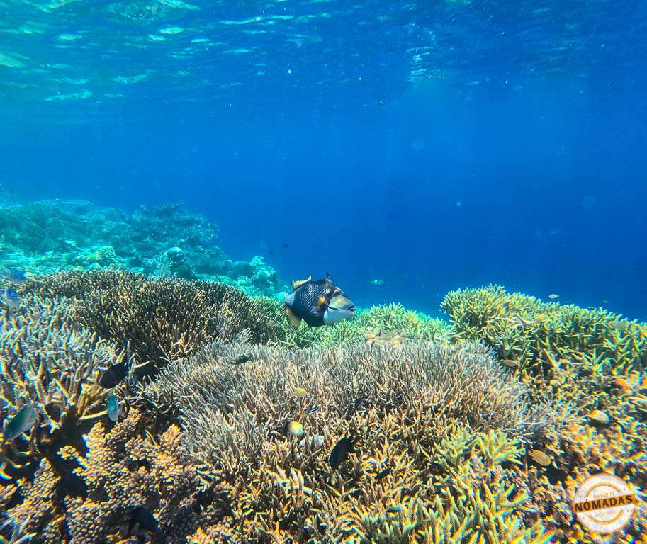 Vista submarina de un arrecife de coral con peces tropicales en el Parque Marino de Bunaken, Sulawesi, Indonesia
