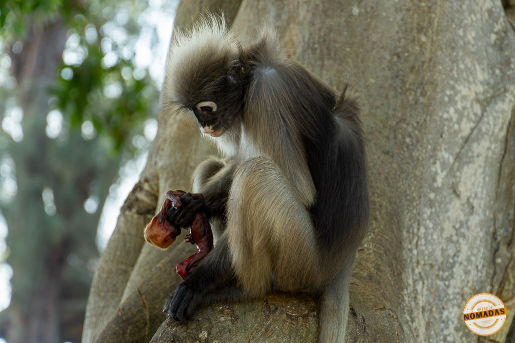 Gibón sentado sobre un árbol en Prachuap Khiri Khan, Tailandia, sosteniendo un pequeño feto con delicadeza