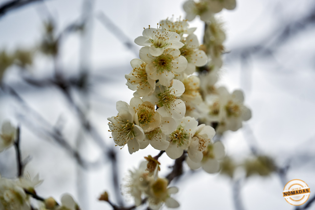 Primer plano de flores blancas de cerezo en el Santuario Jongmyo, Corea del Sur