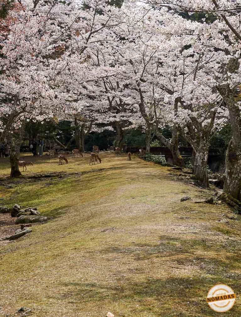 Sendero cubierto de musgo rodeado de cerezos en flor y ciervos en libertad.