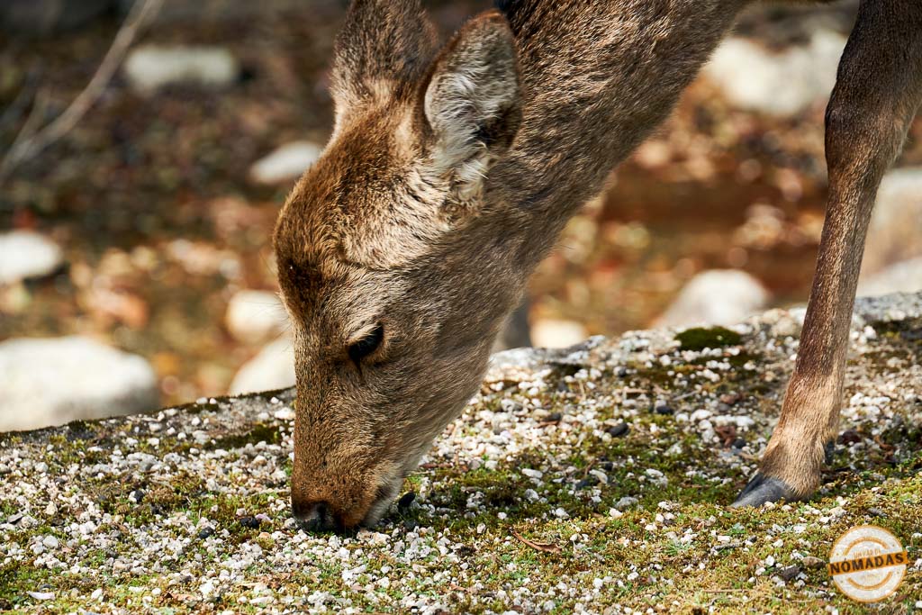 Primer plano de un ciervo en libertad en Miyajima, una de las experiencias más auténticas que disfrutar en la isla japonesa