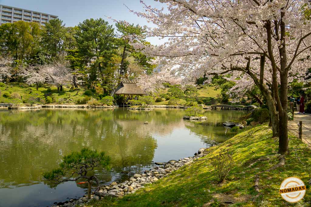Lago central del jardín Shukkeien de Hiroshima rodeado de cerezos en flor