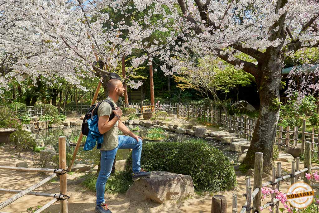 Oscar entre árboles de sakura en flor en el parque Shukkeien