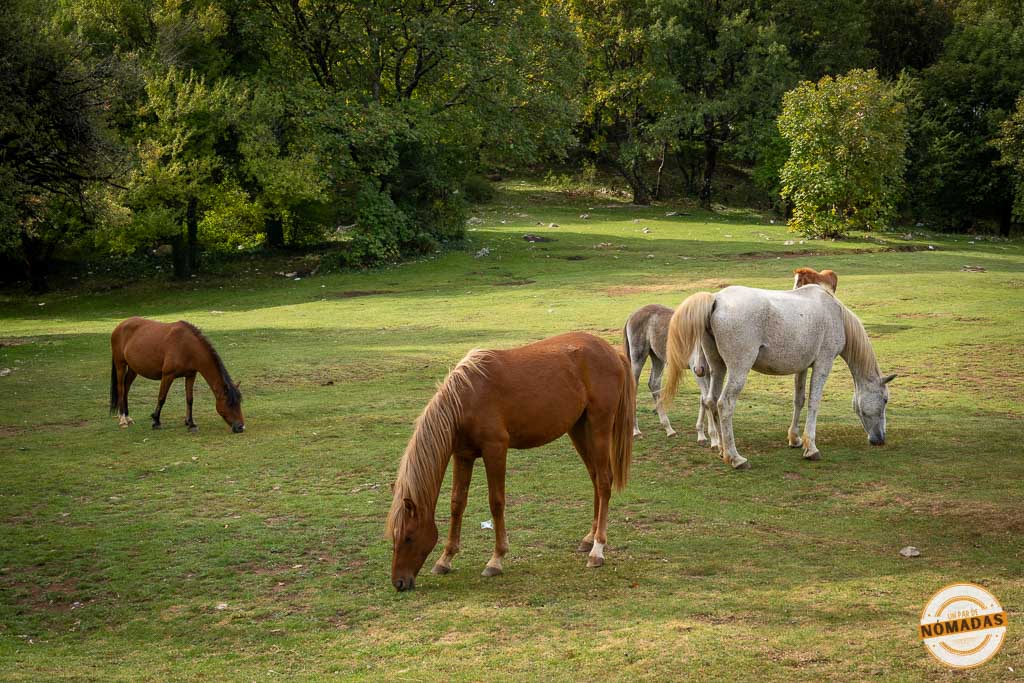 Caballos pastando en libertad en la explanada verde del Monte Dajti, una excursión de naturaleza imprescindible cerca de Tirana.