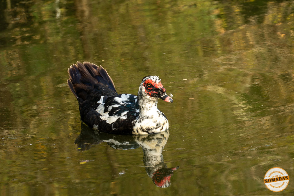 Un pato nadando tranquilamente en las aguas verdes del Lago Artificial de Tirana.