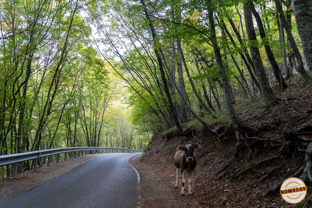 Carretera de subida al Monte Dajti en coche entre bosques frondosos y una vaca en el arcén, una excursión imprescindible cerca de Tirana.
