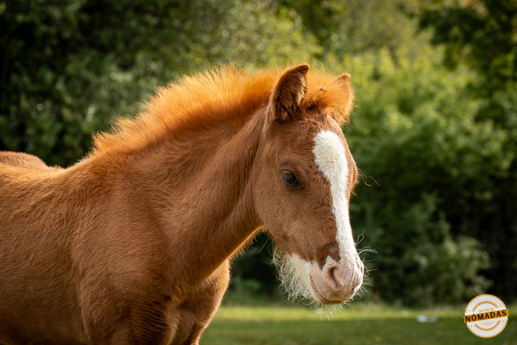 Primer plano de un potro de color marrón con una mancha blanca en la cara, en un entorno natural verde